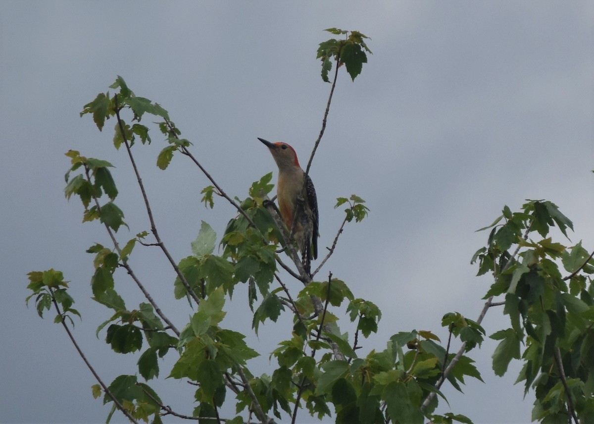 Red-bellied Woodpecker - Matt Lawing