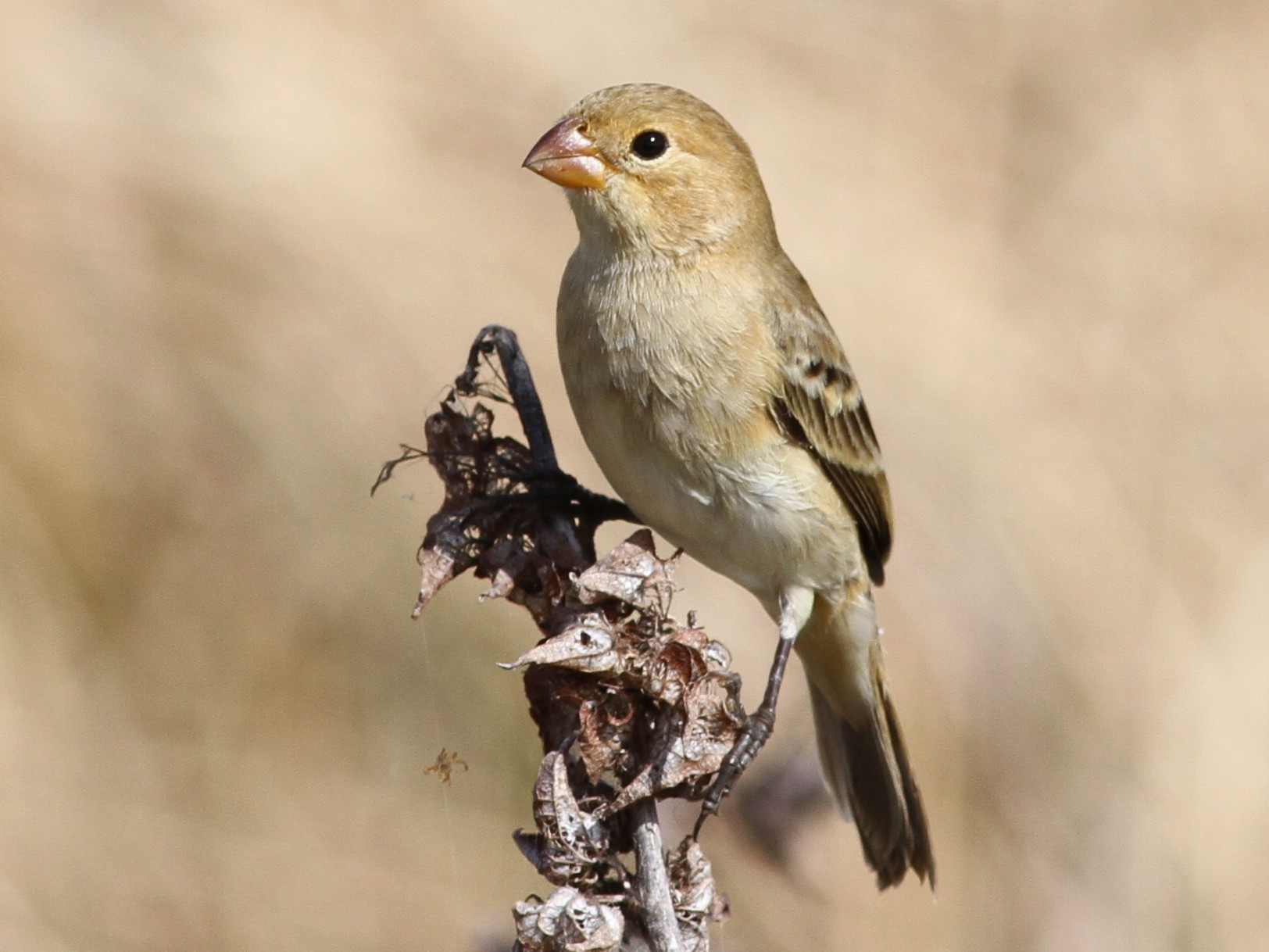 Ruddy-breasted Seedeater - Georges Duriaux