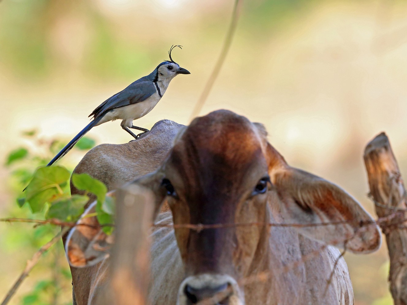 White-throated Magpie-Jay - Nigel Voaden