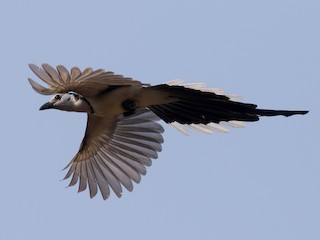  - White-throated Magpie-Jay