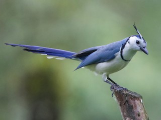 White Throated Magpie Jay Calocitta Formosa Birds Of The World