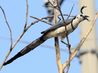  - White-throated Magpie-Jay