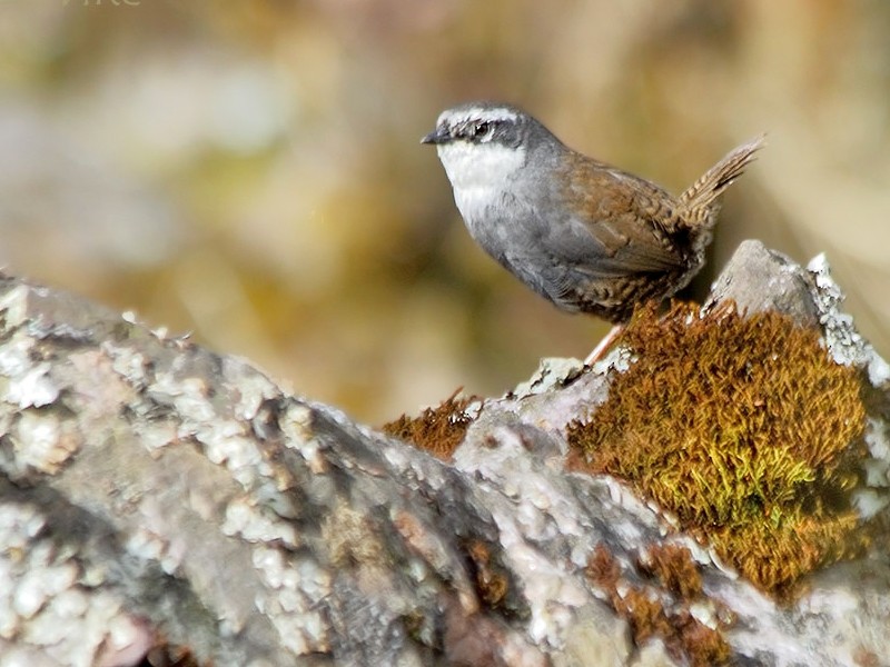 Zimmer's Tapaculo - Americo Vilte