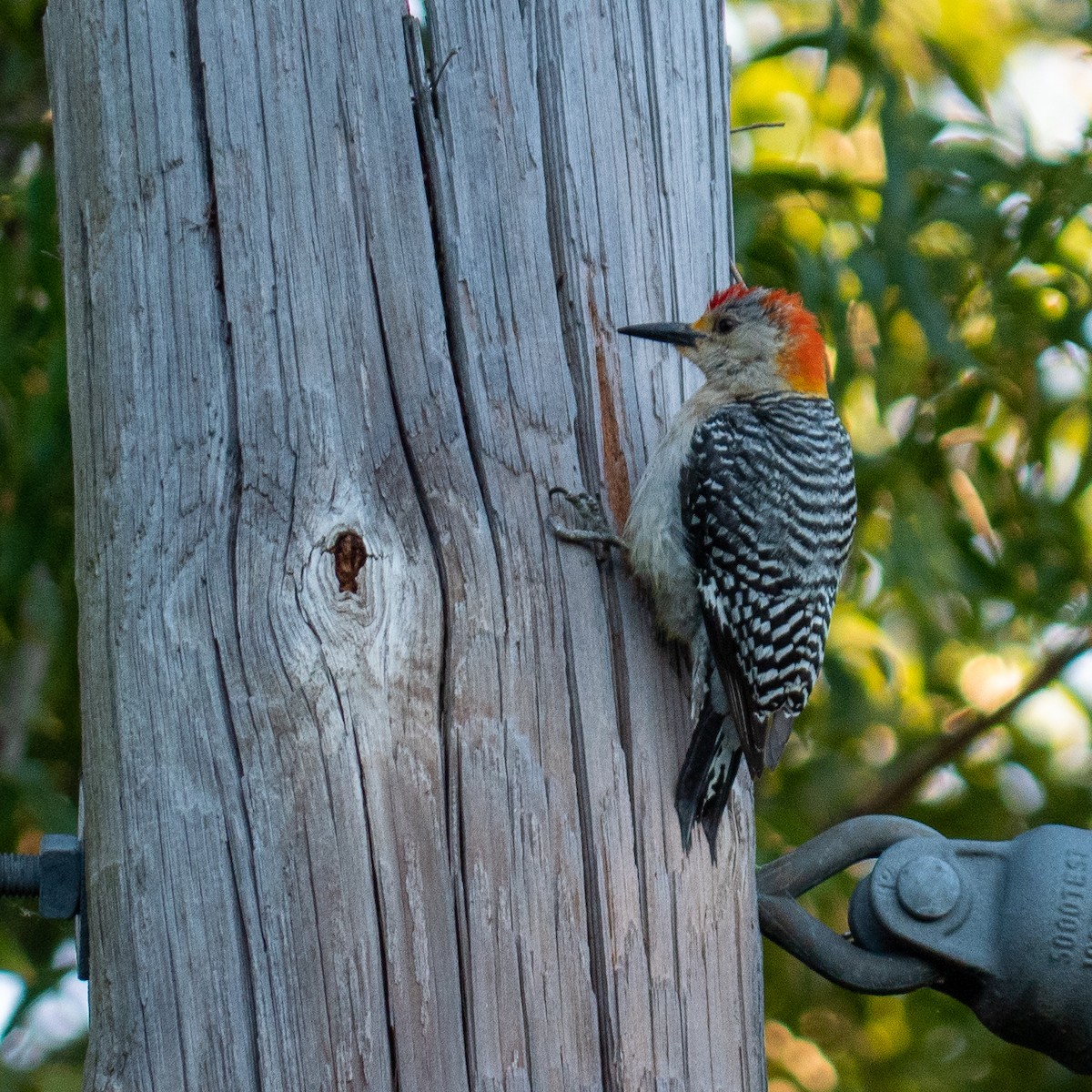 Golden-fronted x Red-bellied Woodpecker (hybrid) - ML242633401