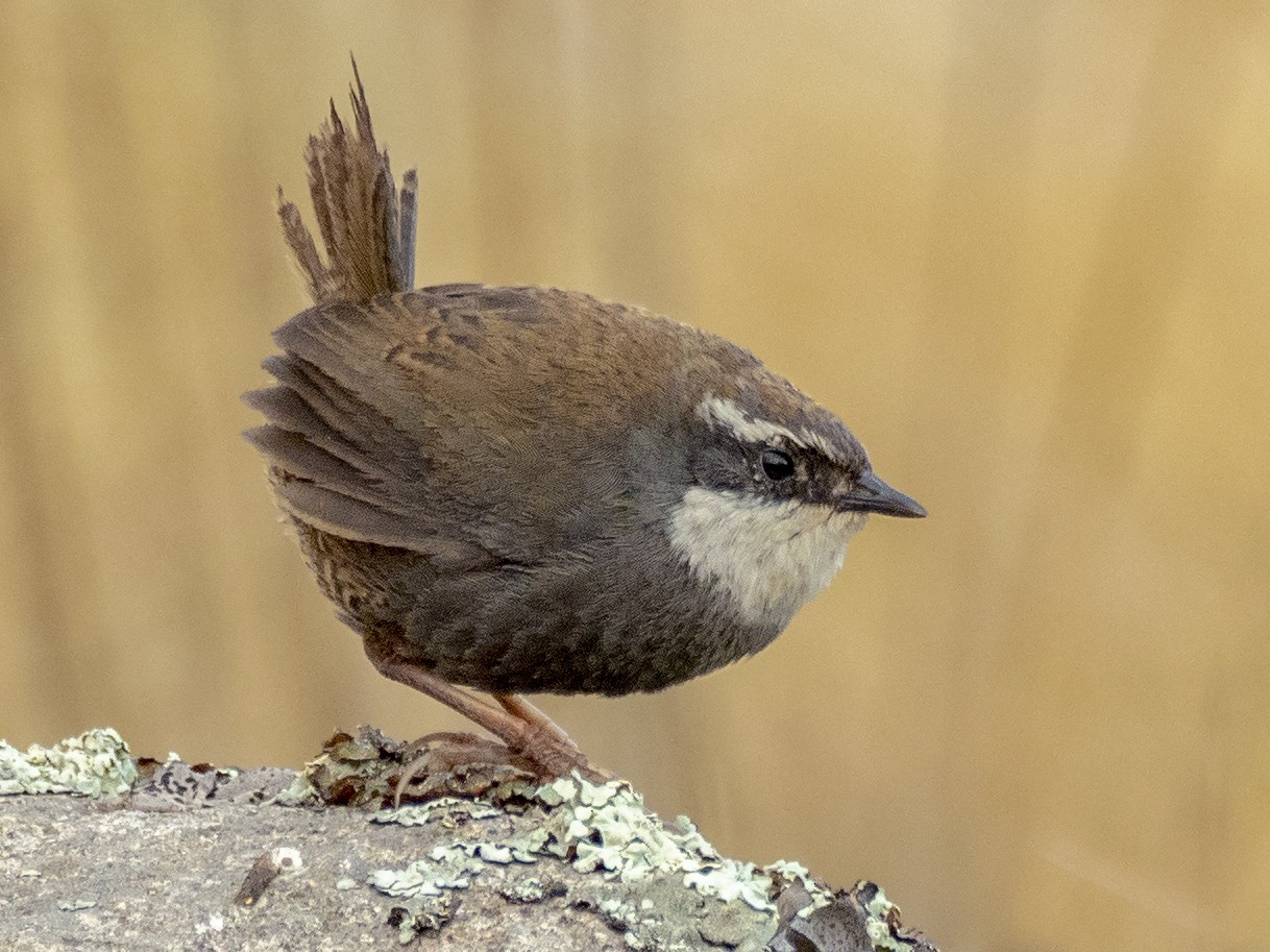 White-browed Tapaculo - Andres Vasquez Noboa