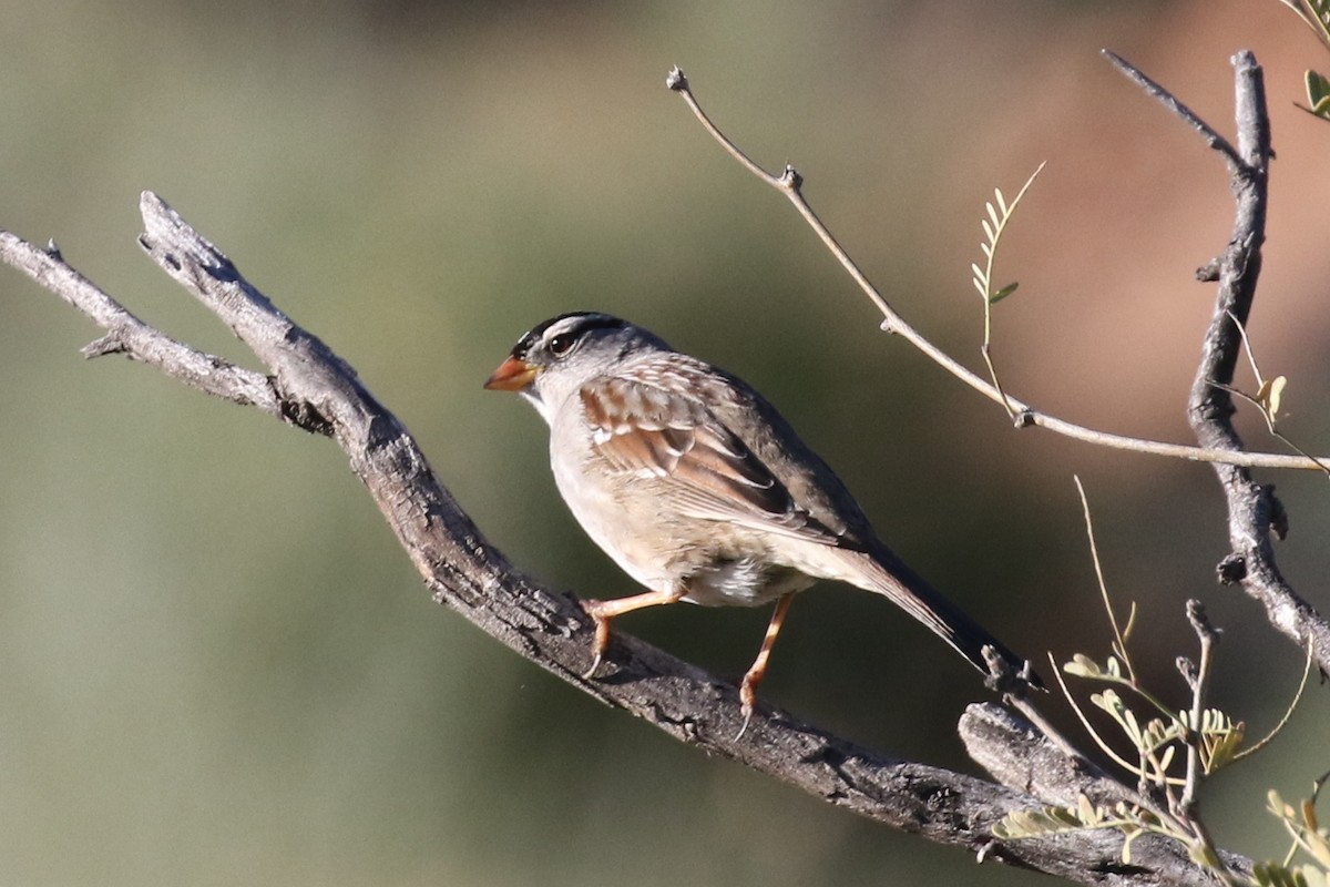 White-crowned Sparrow - ML24263641