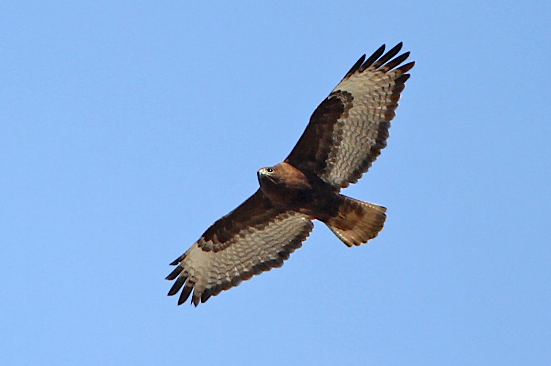 Red-tailed Hawk (calurus/alascensis) - ML242640641