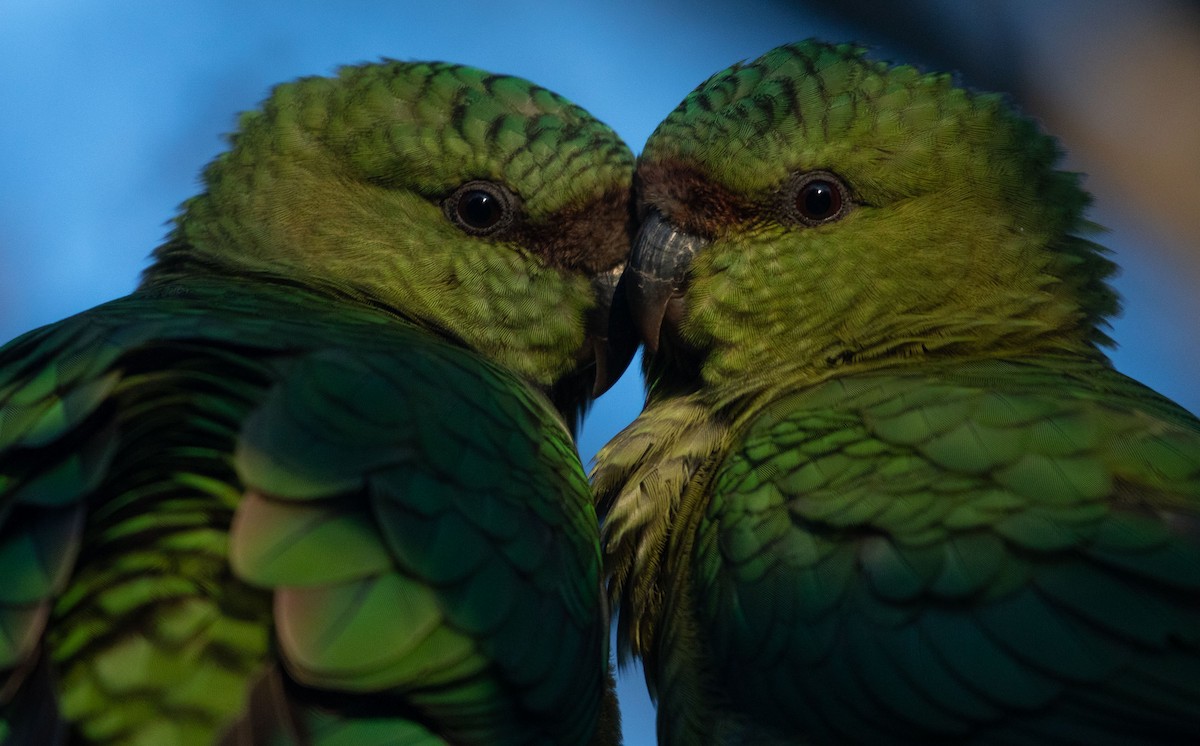 Austral Parakeet - Santiago Imberti