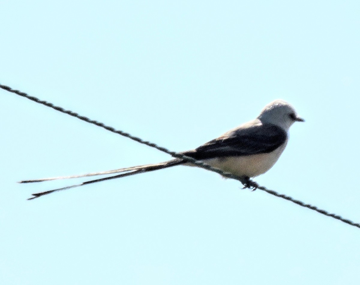 Scissor-tailed Flycatcher - ML242646131