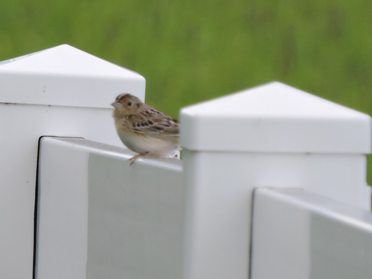 Grasshopper Sparrow - ML242646411