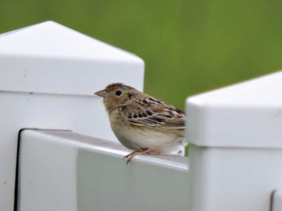 Grasshopper Sparrow - ML242646431
