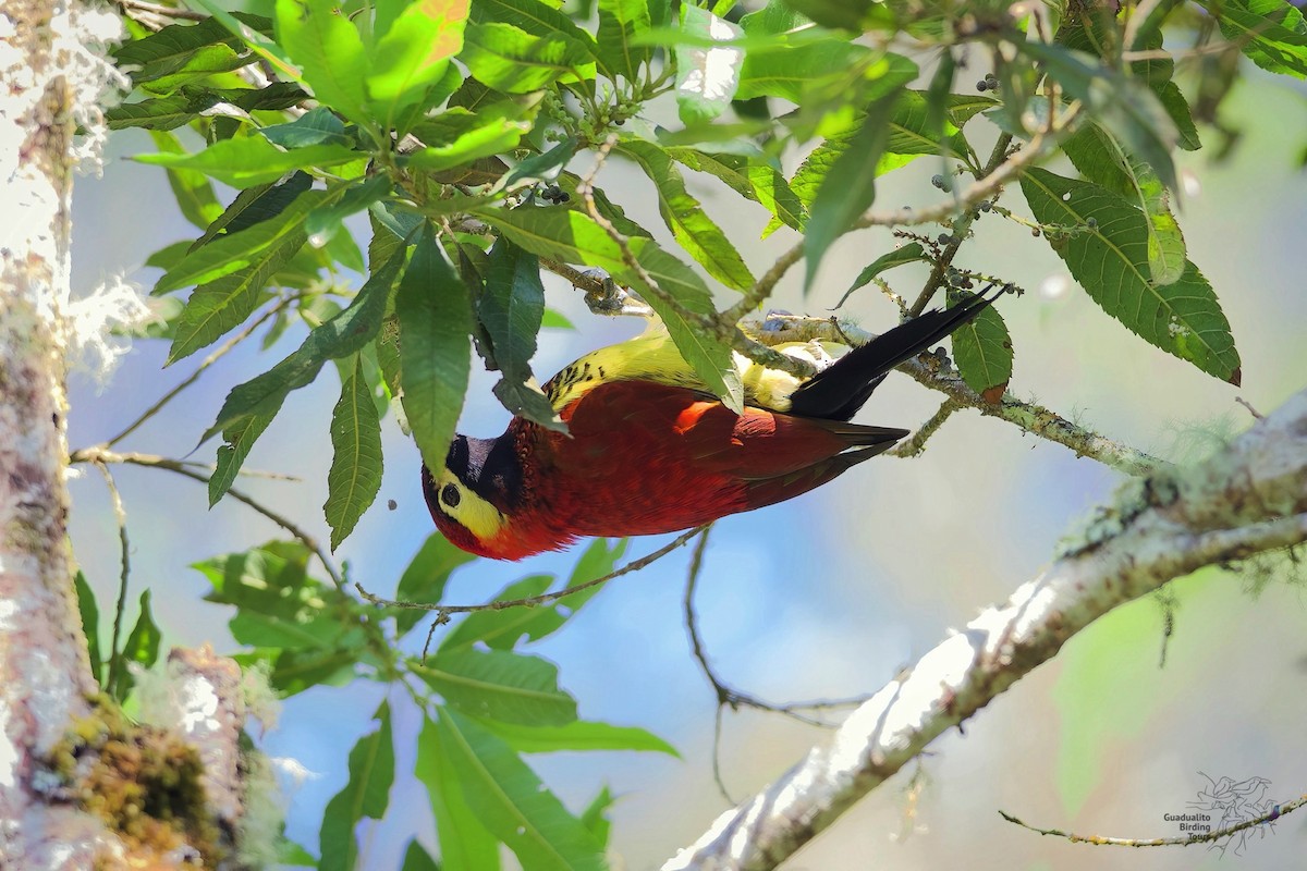 Crimson-mantled Woodpecker - ML242647051