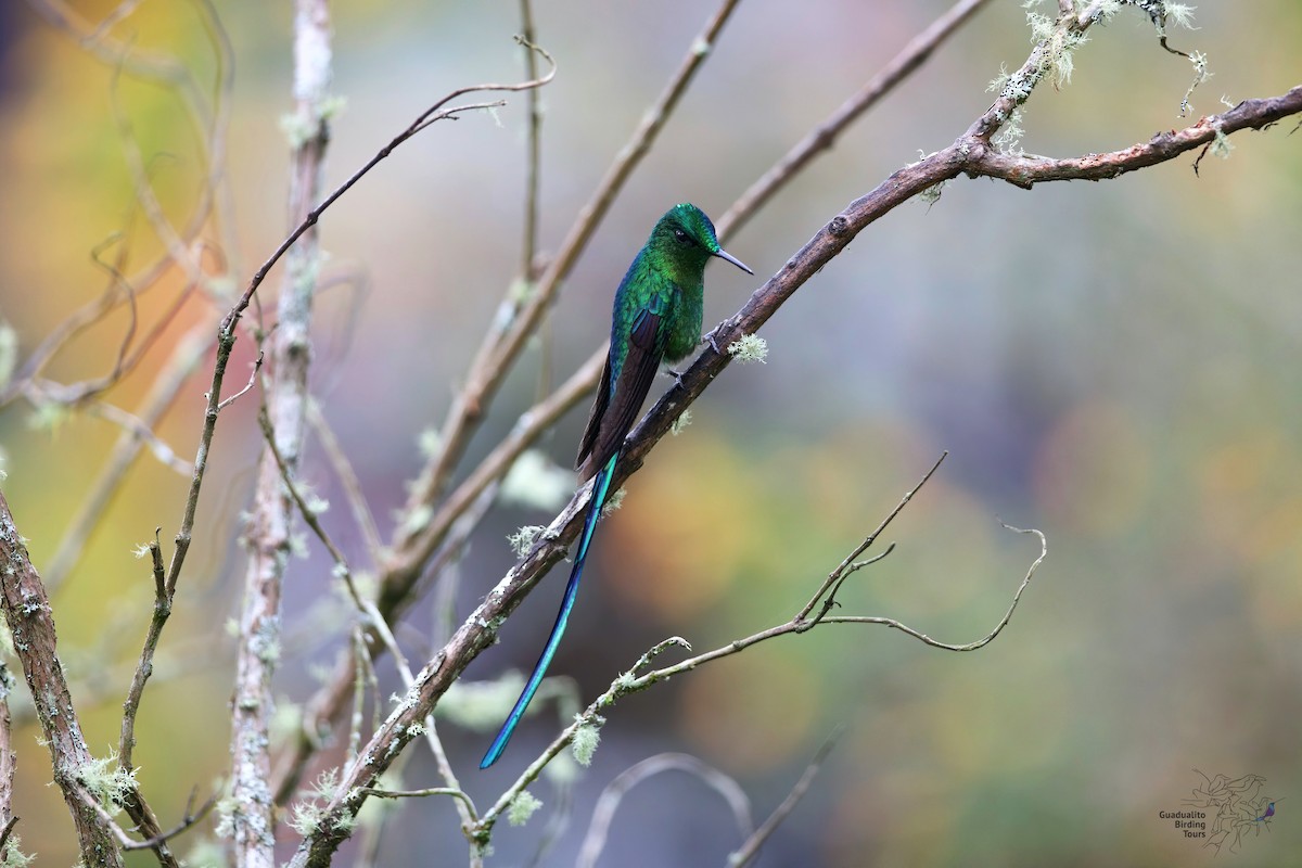 Long-tailed Sylph - ML242647141