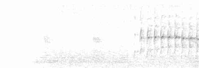 ムナジロアマツバメ - ML242651951