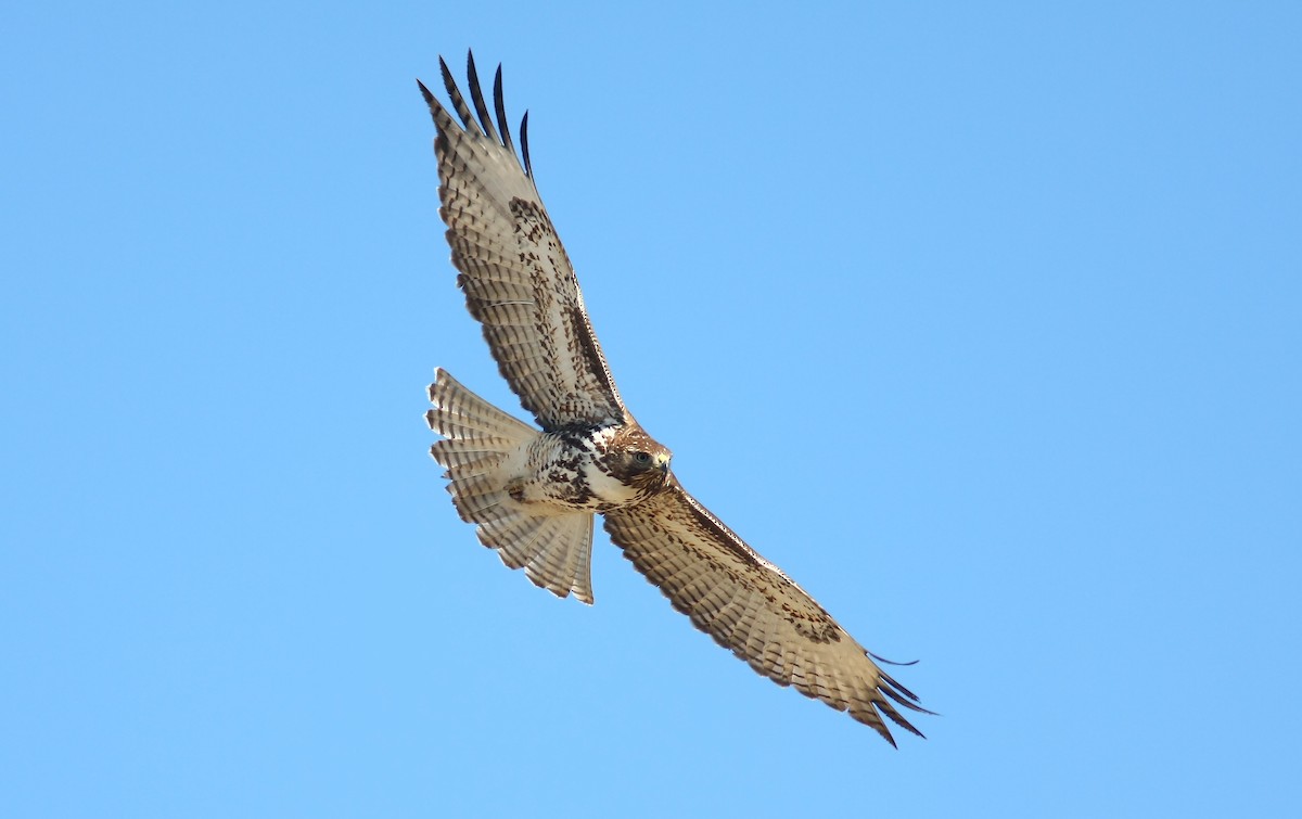 Red-tailed Hawk (calurus/alascensis) - ML242652421