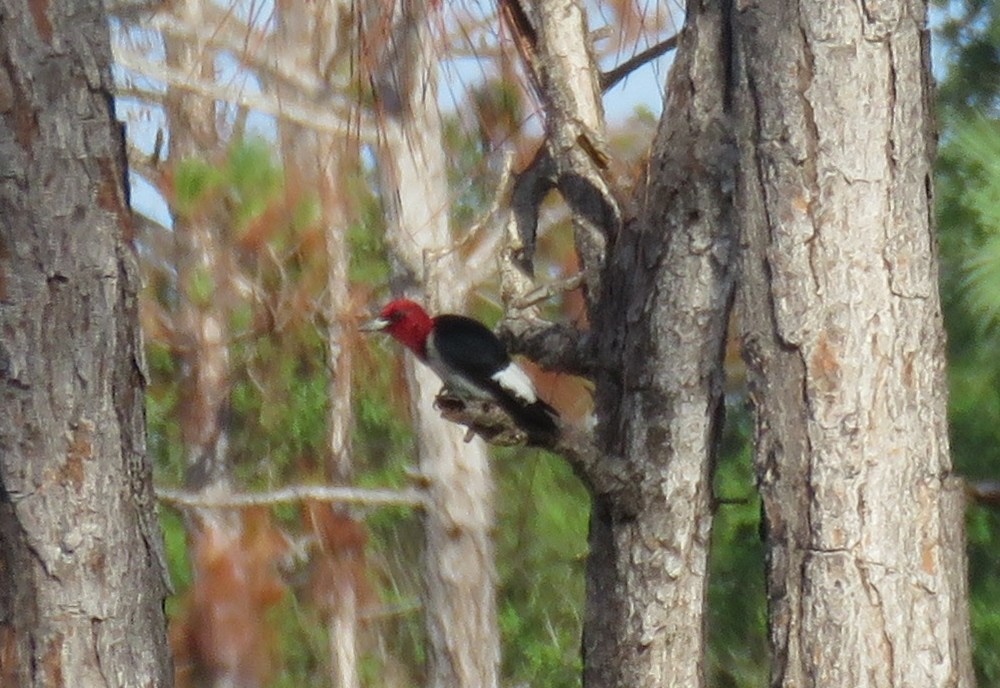 Red-headed Woodpecker - Robert Winter
