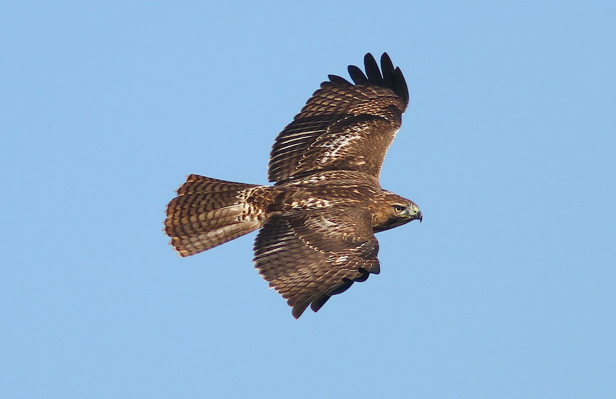 Red-tailed Hawk (calurus/alascensis) - ML242654851