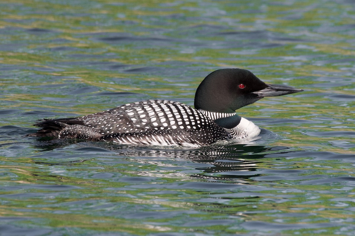 Common Loon - Neil  McMurray