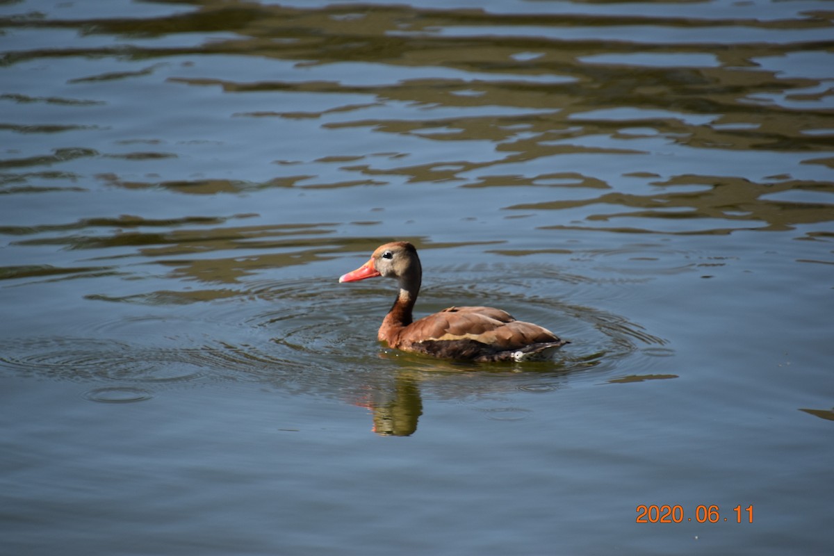 Black-bellied Whistling-Duck - ML242657221