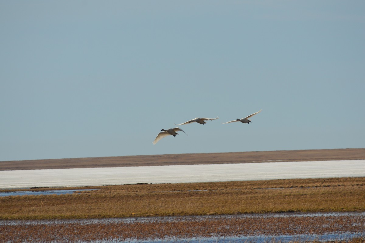 Tundra Swan (Whistling) - ML242657791