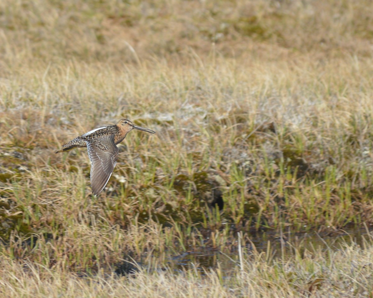 Long-billed Dowitcher - ML242657891