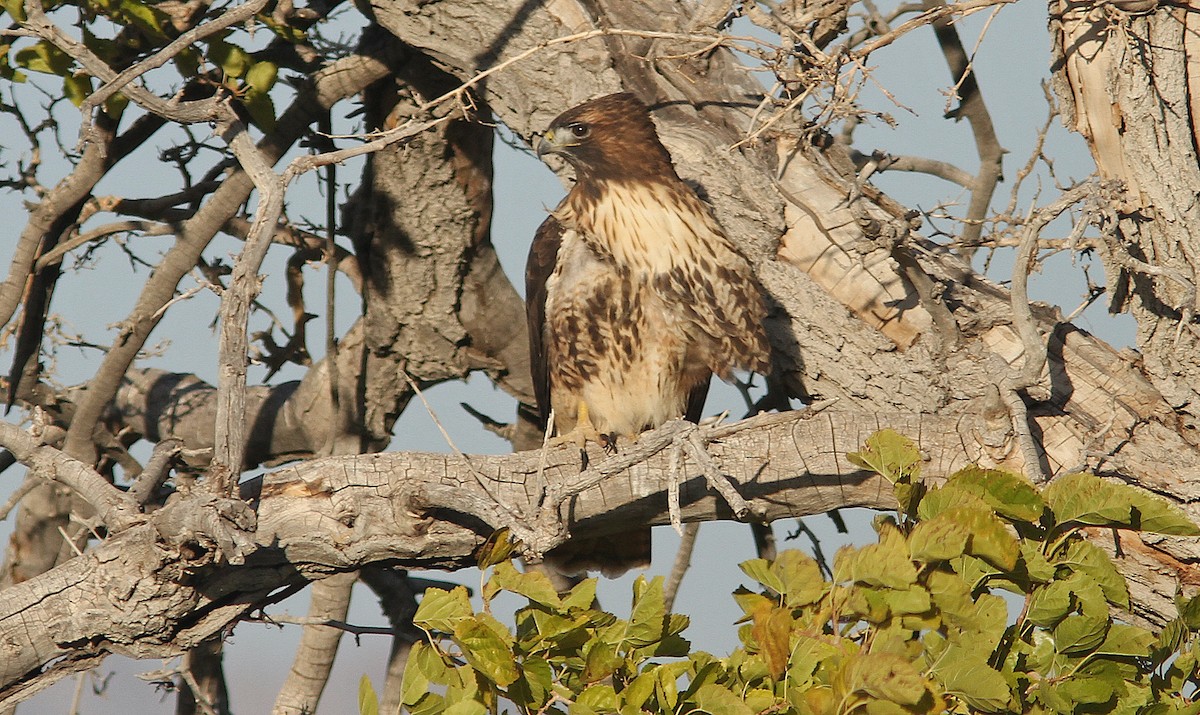 Red-tailed Hawk (calurus/alascensis) - ML242659121