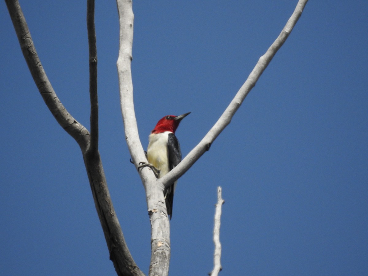 Red-headed Woodpecker - Michael Sveen