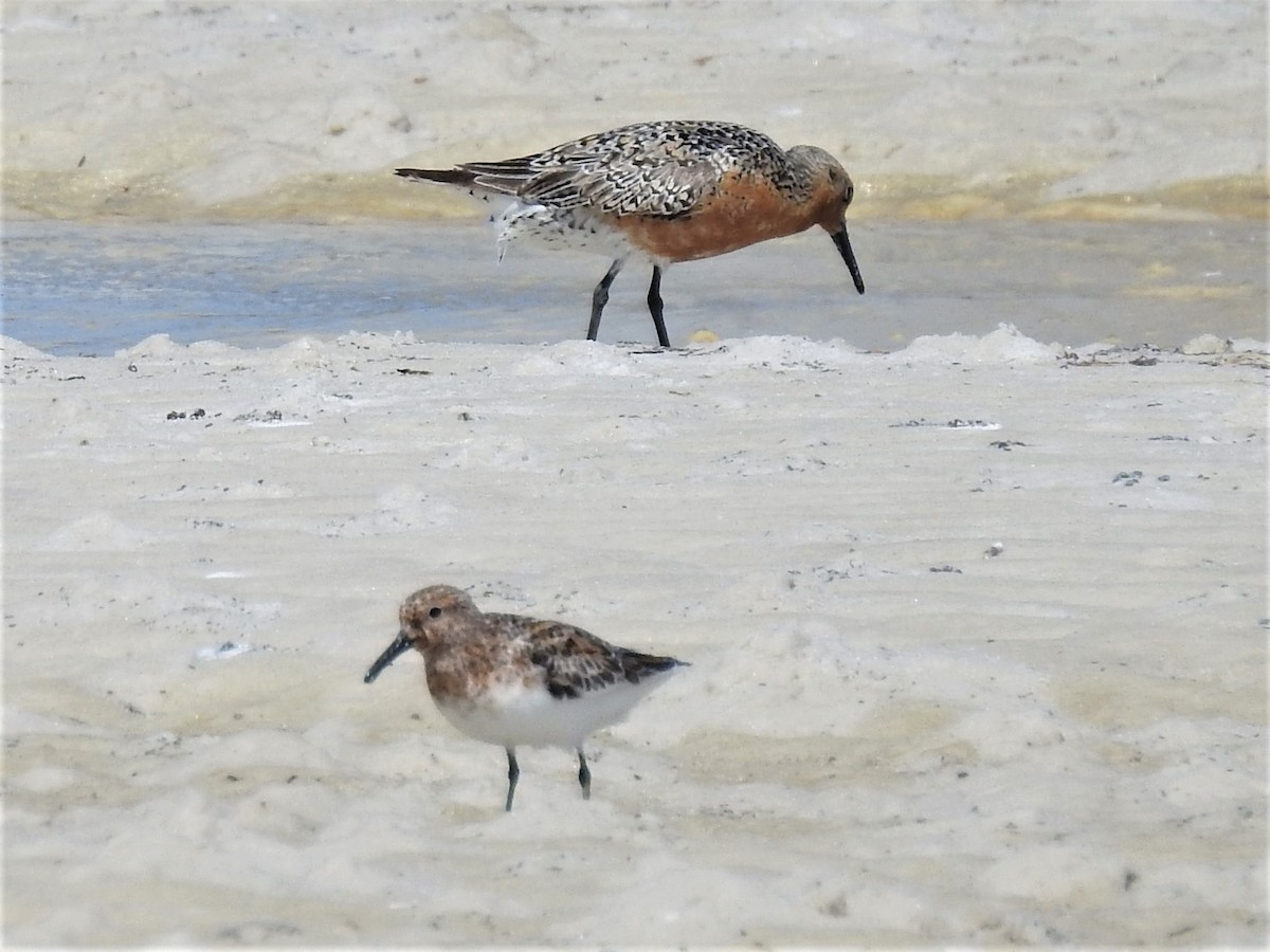 Red Knot - ML242659841