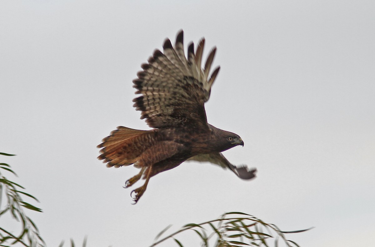 Red-tailed Hawk (calurus/alascensis) - ML242660081