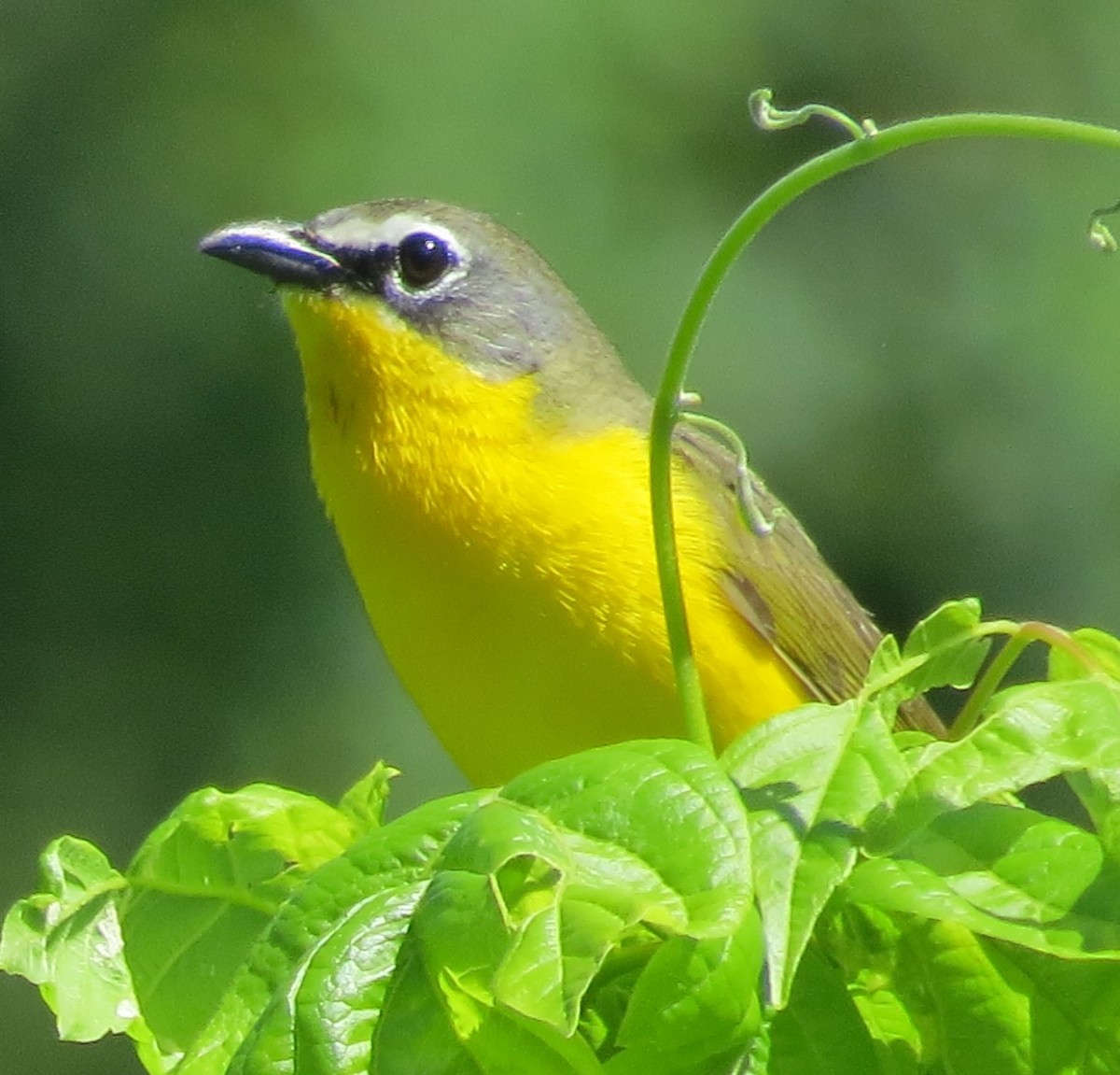 Yellow-breasted Chat - ML242660791