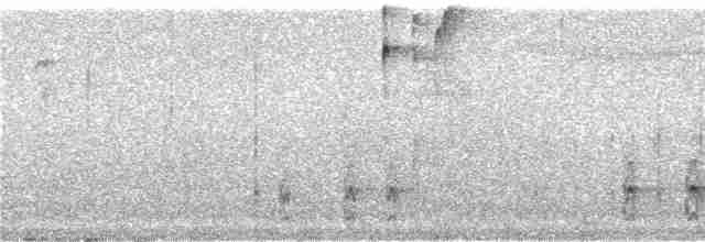 Чёрный тапакуло (subcinereus) - ML242662