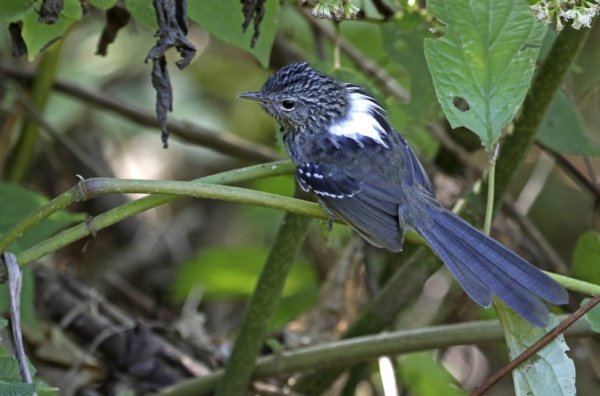 Dusky-tailed Antbird - ML242662461