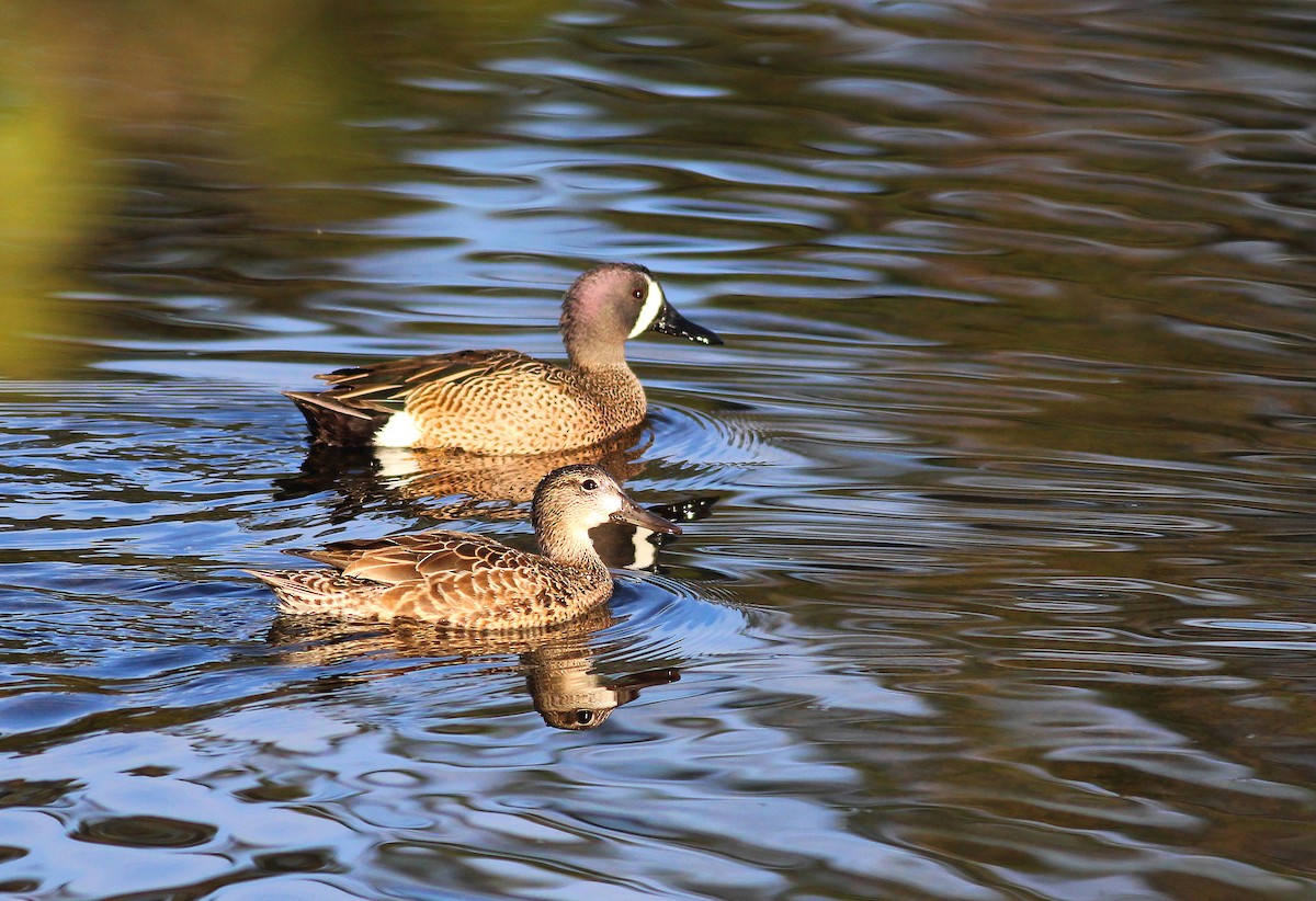 Blue-winged Teal - ML24266401