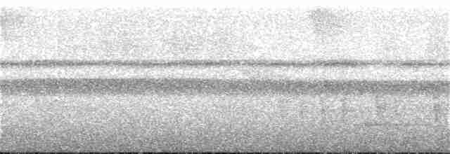 White-necked Thrush - ML242664681