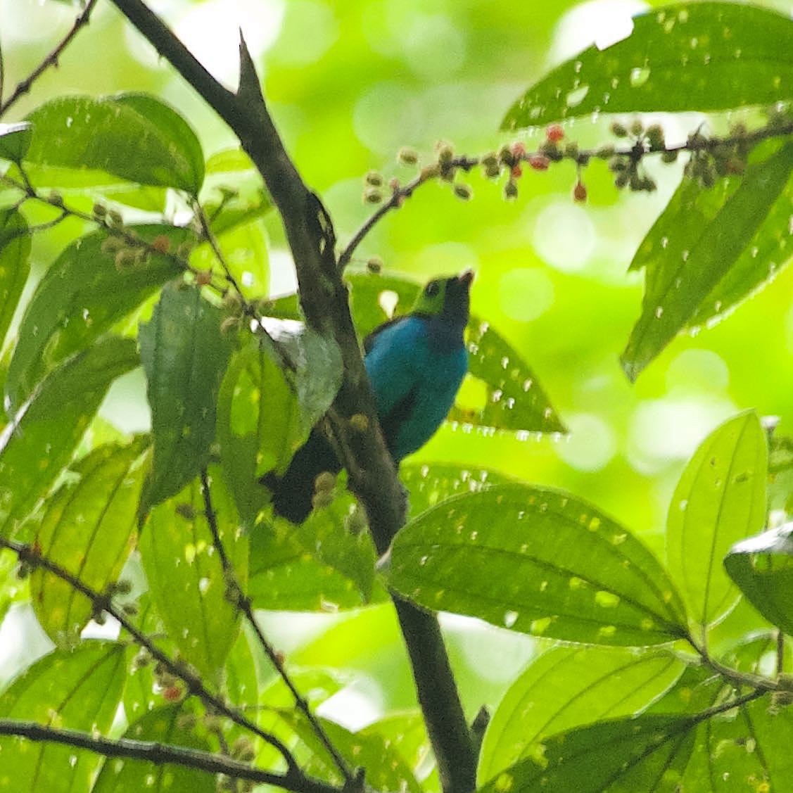 Paradise Tanager - ML242670741