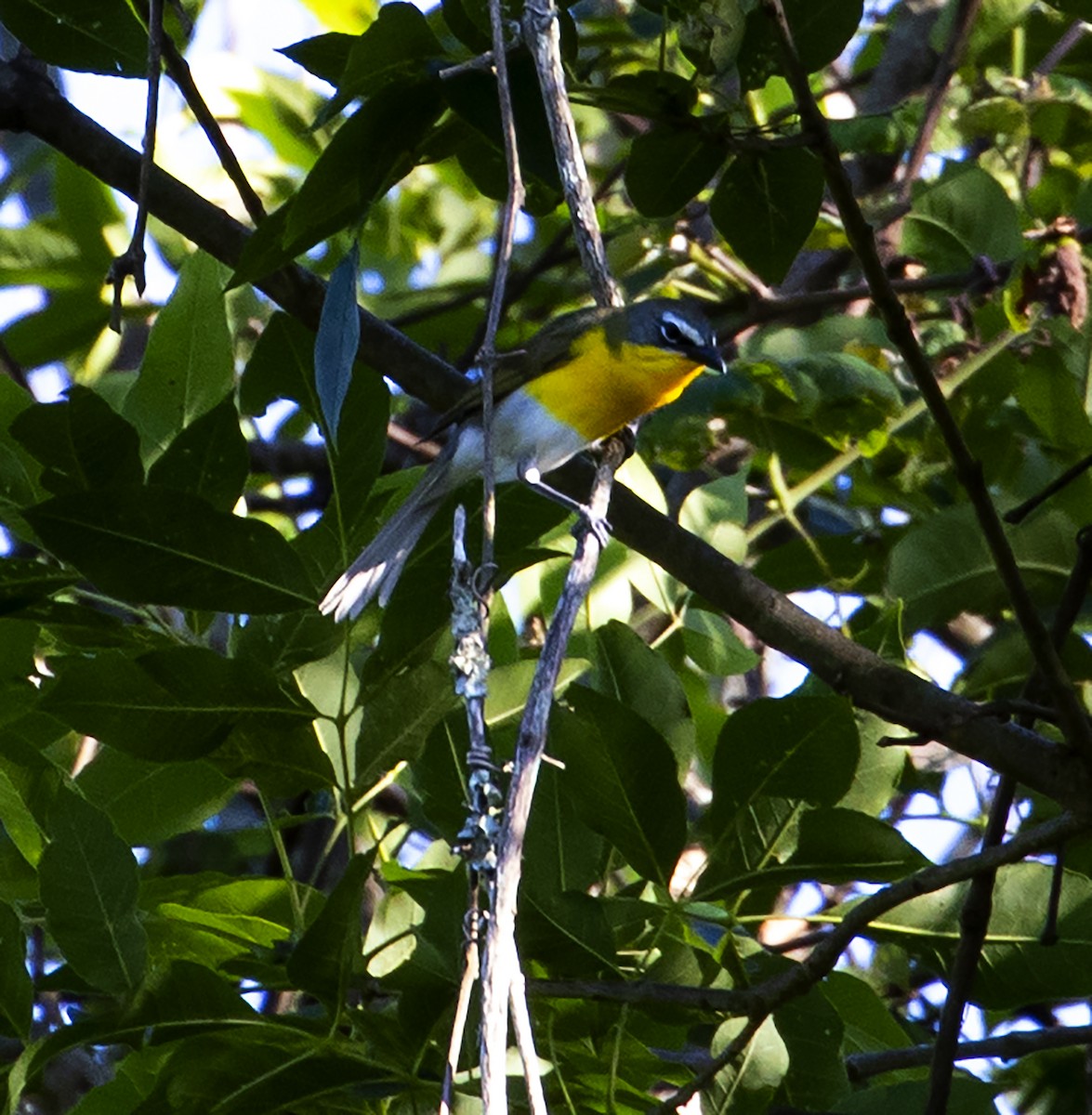Yellow-breasted Chat - ML242672531