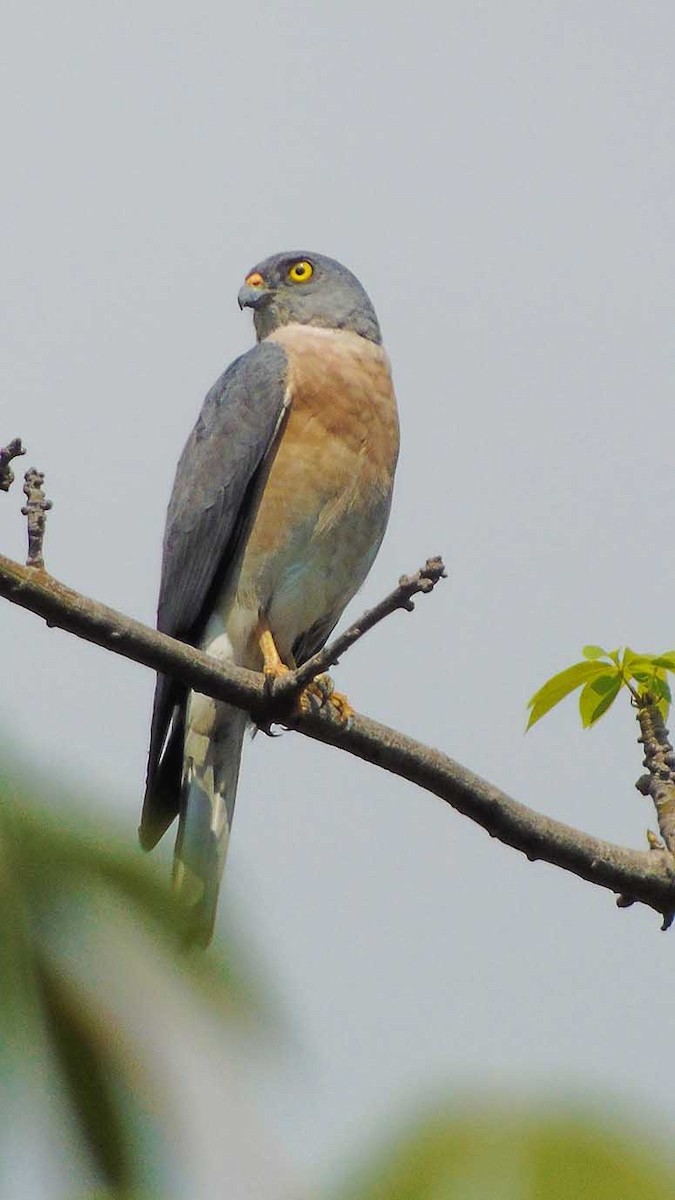 Chinese Sparrowhawk - ML242674481