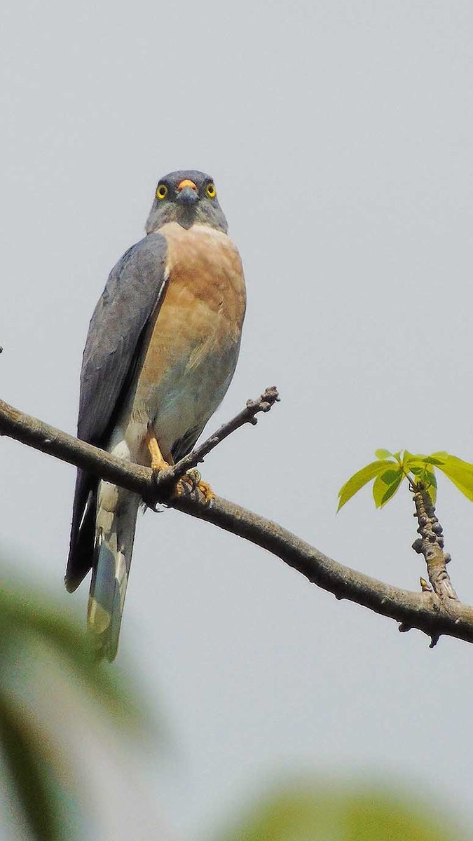 Chinese Sparrowhawk - ML242674941