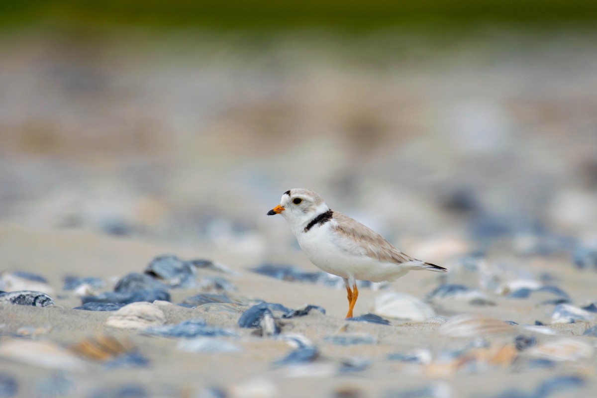 Piping Plover - ML242677681