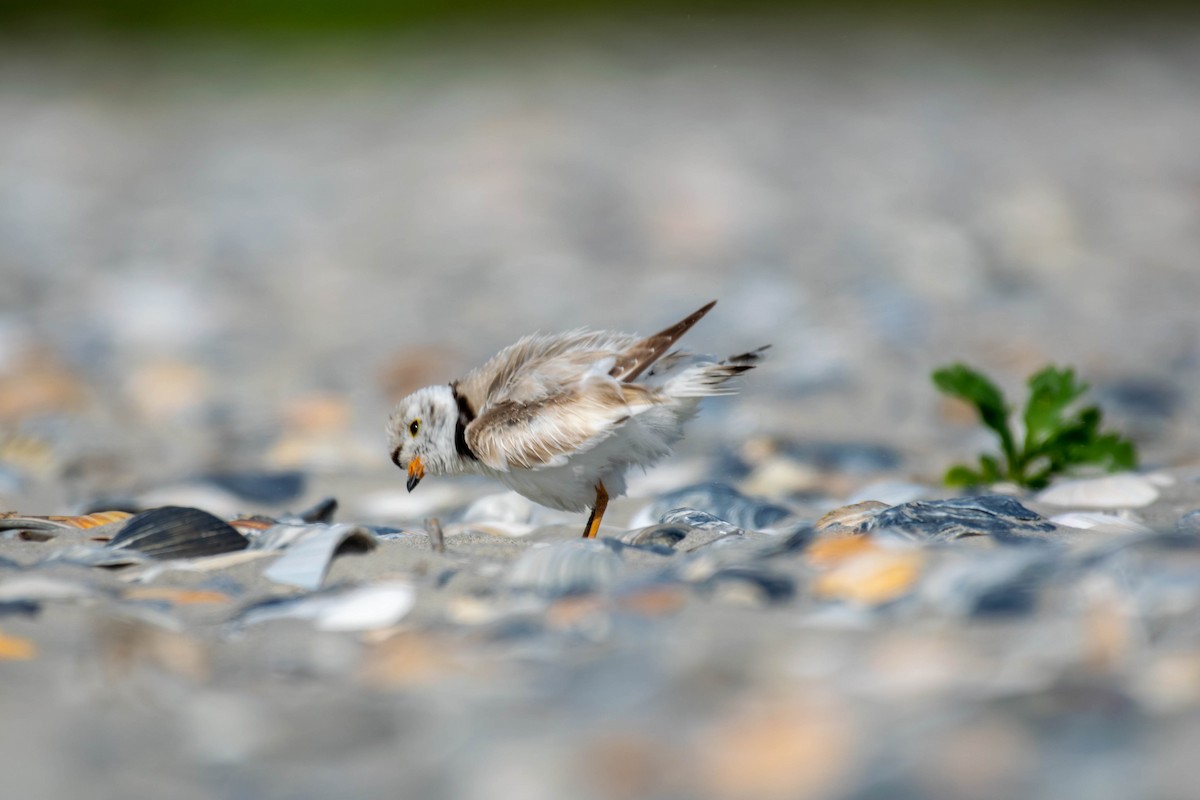 Piping Plover - ML242677771