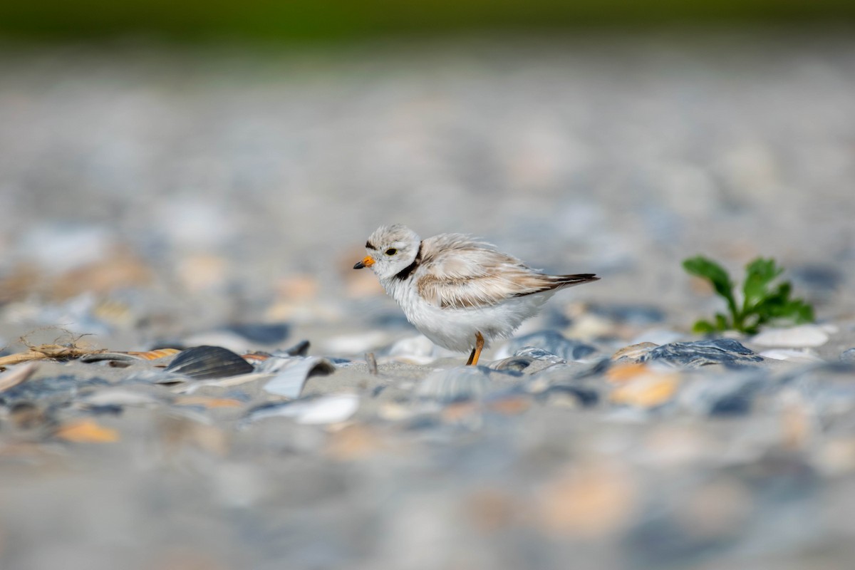Piping Plover - ML242677781