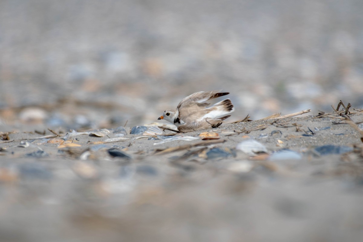 Piping Plover - ML242677871