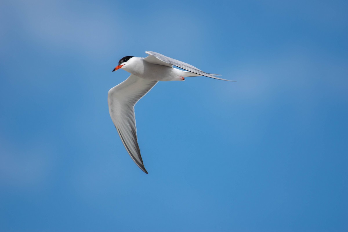 Common Tern - ML242678561