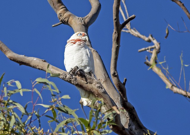 雑種 テンジクバタン ｘ アカビタイムジオウム Ebird