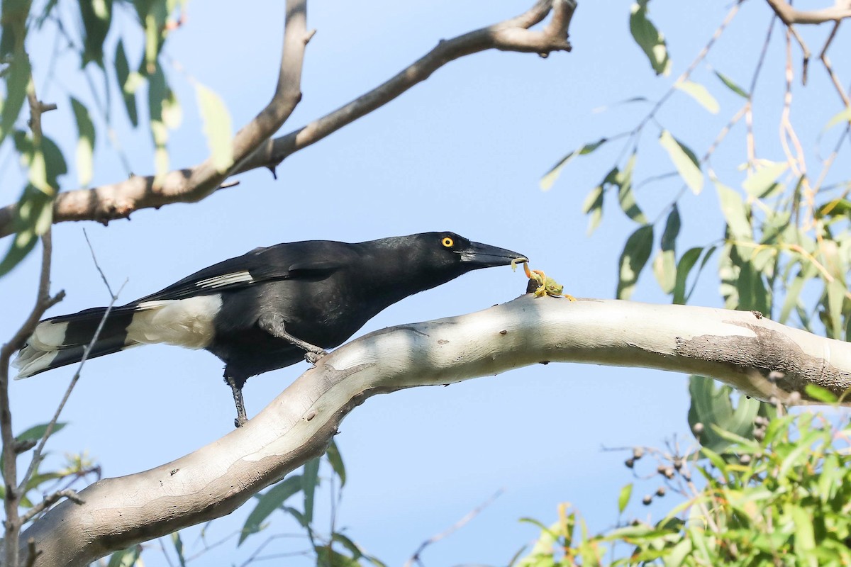 Pied Currawong - Ged Tranter