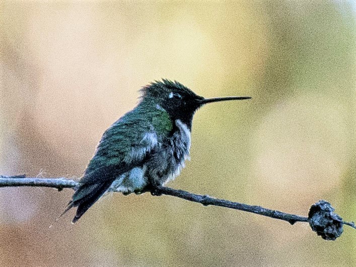 Ruby-throated Hummingbird - Estela Quintero-Weldon