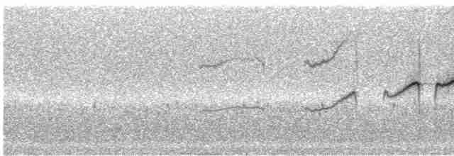 ネズミトゲオカマドドリ - ML242688
