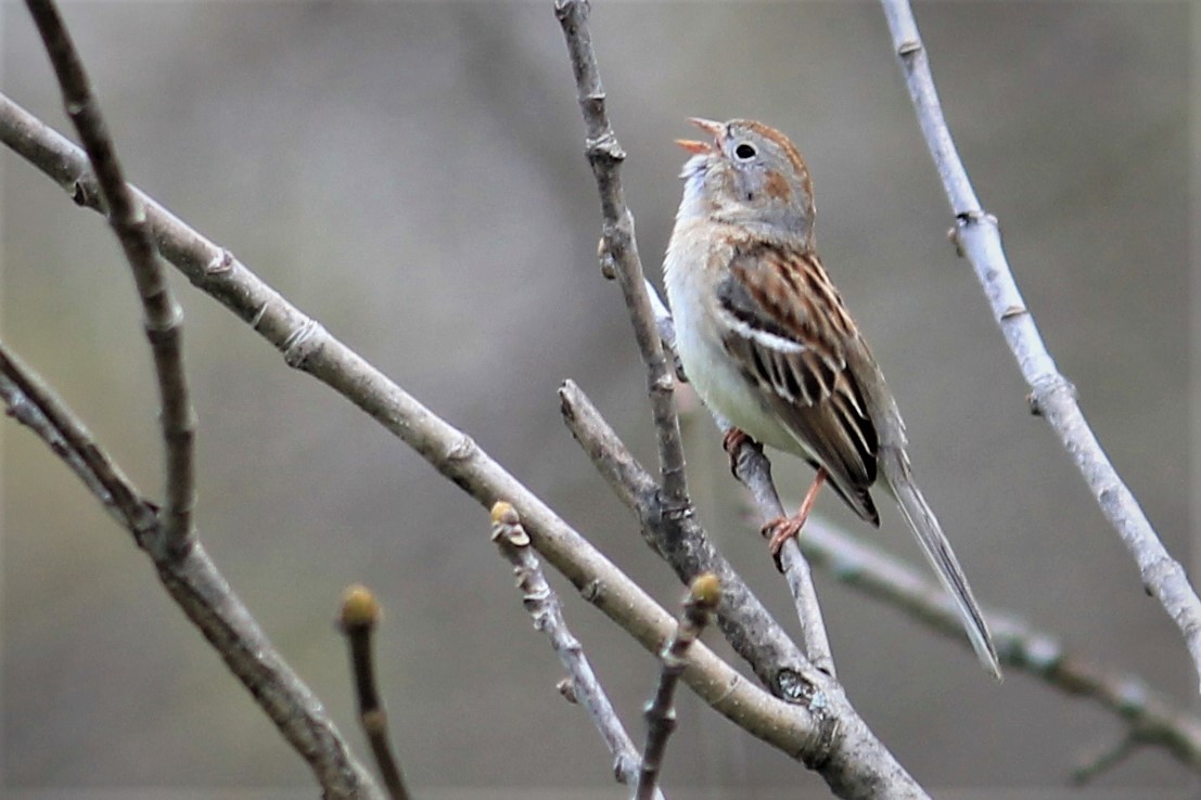 Field Sparrow - ML242691441