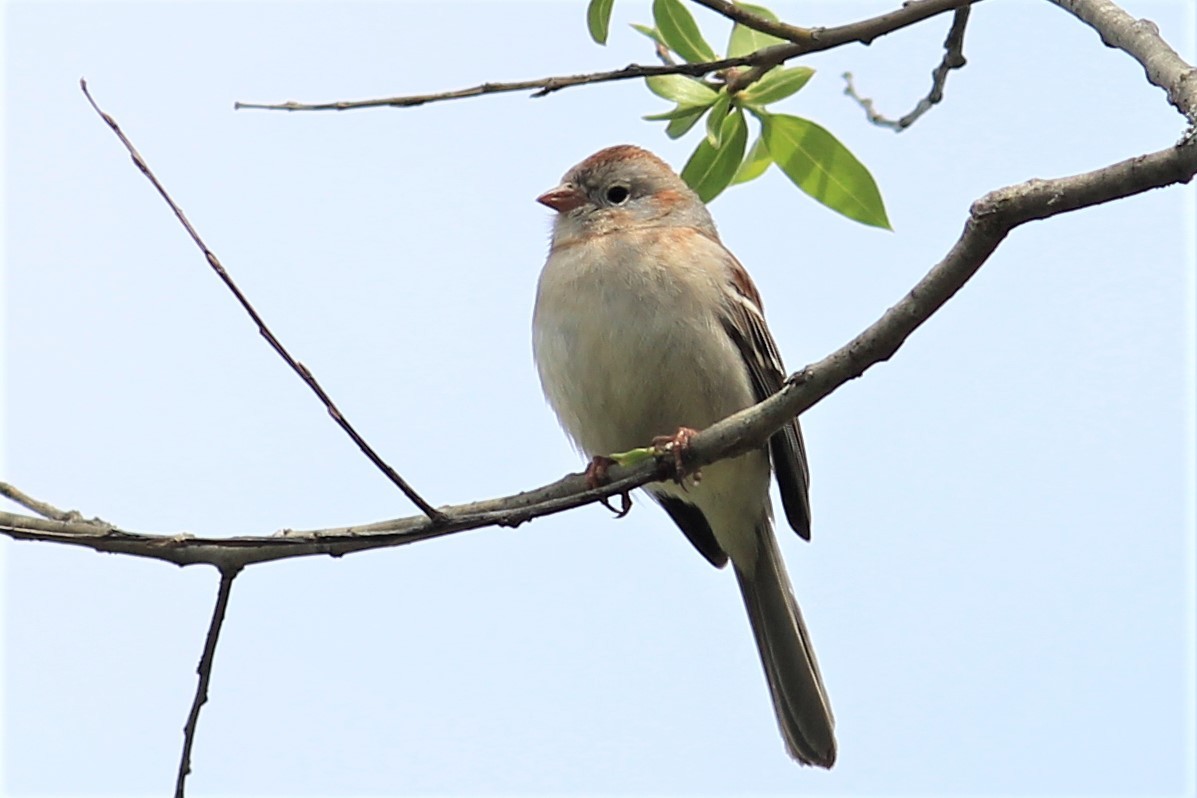 Field Sparrow - ML242691491