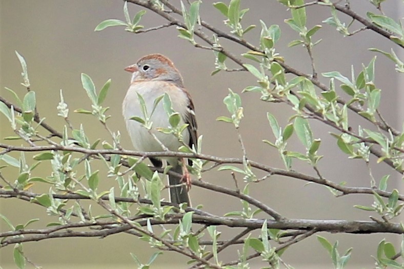 Field Sparrow - ML242691511